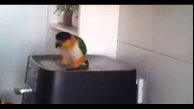 Parrot Starts Dancing To His Favorite Irish Song. His Moves Will Totally Crack You Up