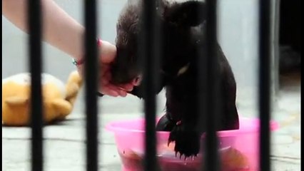 Puppies In Baths Are Adorable, But This Rescued Bear Cub In A Tub Is Waaay Cuter