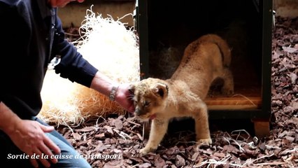 Le lionceau découvert dans une lamborghini sur l'Avenue des Champs-Élysées est arrivé à St Martin la Plaine !