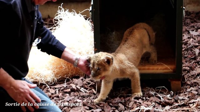 Le lionceau découvert dans une lamborghini sur l'Avenue des Champs-Élysées est arrivé à St Martin la Plaine !