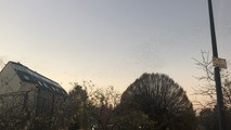 Ballet d’étourneaux dans le ciel de Quimper