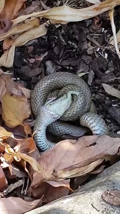 Eastern Brown Snake Eats a Blue Tongue
