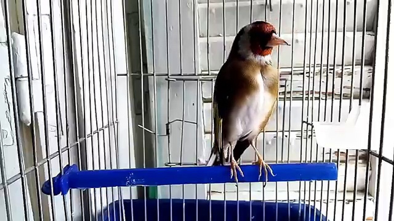  La Star du Chant d'oiseaux  نجم الطيور المغردة