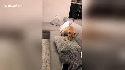 Cute dog tries to bury bone in cushion
