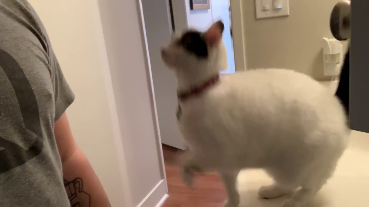 Ce chat.. saute sur l'épaule de son maître quand il pisse debout !