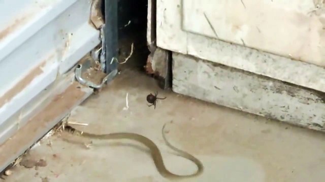 Un serpent piégé dans la toile d'une araignée redback