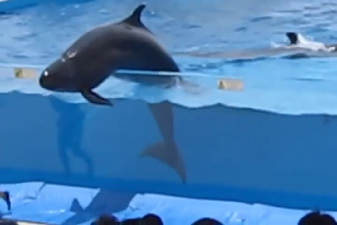 Un dauphin chute hors du bassin en plein spectacle dans un aquarium