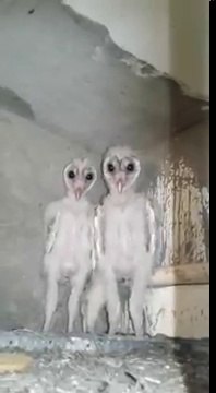 Il trouve 2 bébés chouettes dans un grenier... Terrifiant