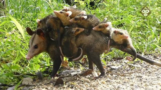 Cette maman opossum porte tout ses petits sur le dos... Adorable