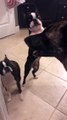 Boston Terrier Wants to Play with the Big Dogs