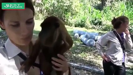 New funny videos 2018,  Monkey Best Pranks whatsapp,  try not to laugh challenge