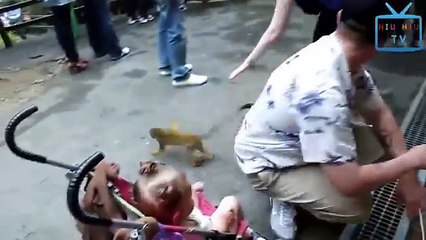 funny monkey funny video 2018 Must Watch