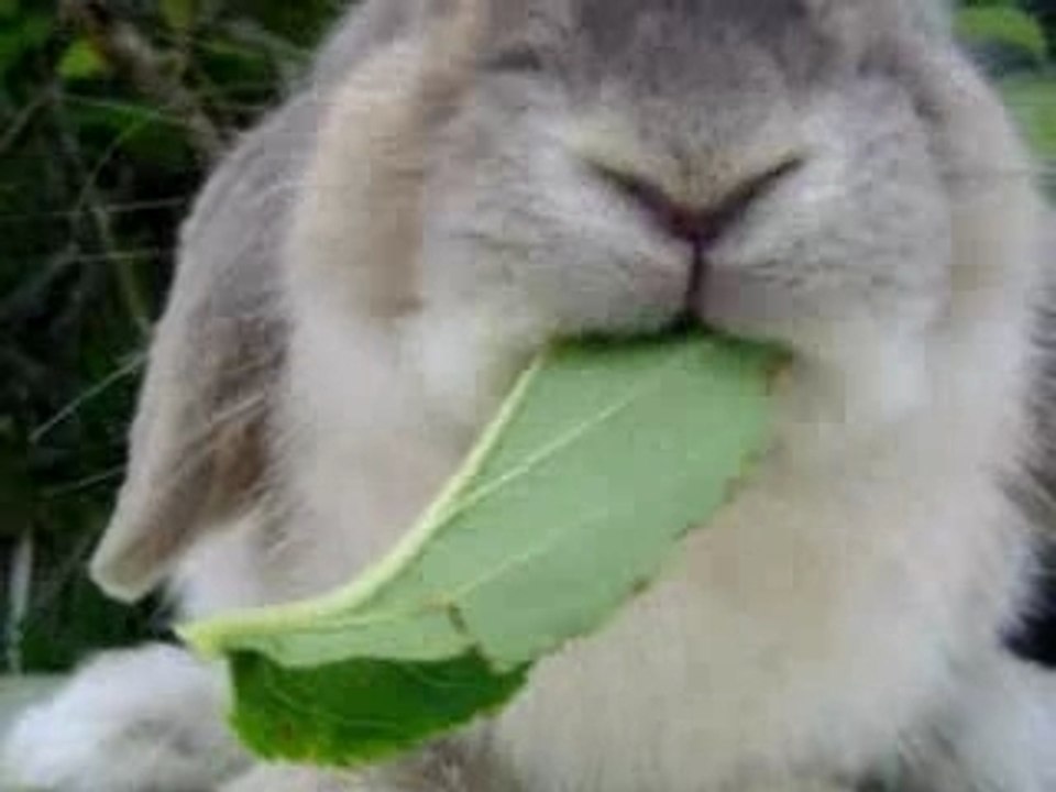 Baileymunchleaf