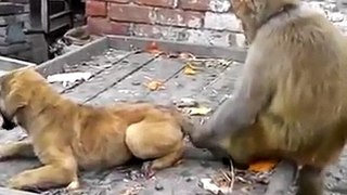 Monkey vs dog __ funny VIDEO 2018