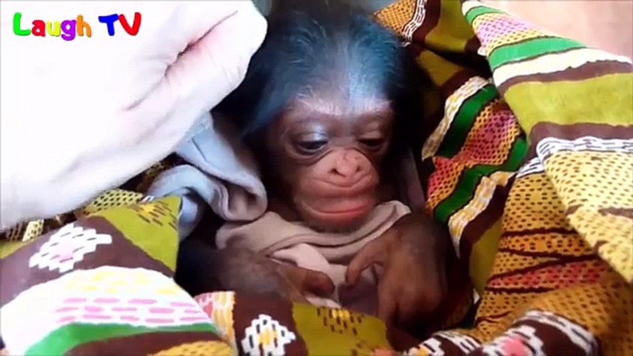 Funny Monkey Compilation 2018 - Funny Monkey Videos (Try not to laugh) - Cute Mo
