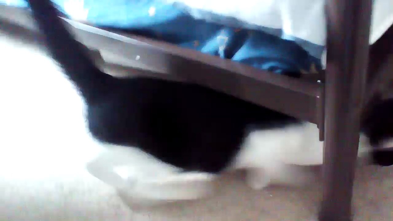 Panda Cat