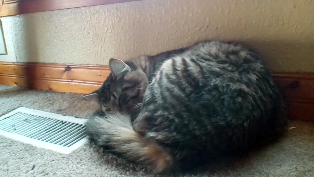Cool Cat