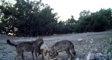 Fotokapanlara Kurtlar ve Boz Ayılar Takıldı