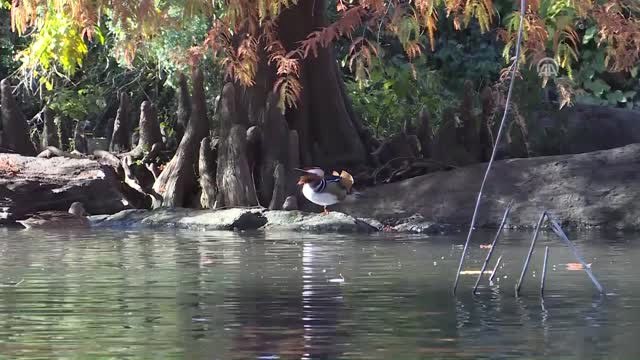Central Park'ın Davetsiz Misafiri Mandarin Ördeği Parkın Maskotu Oldu - New