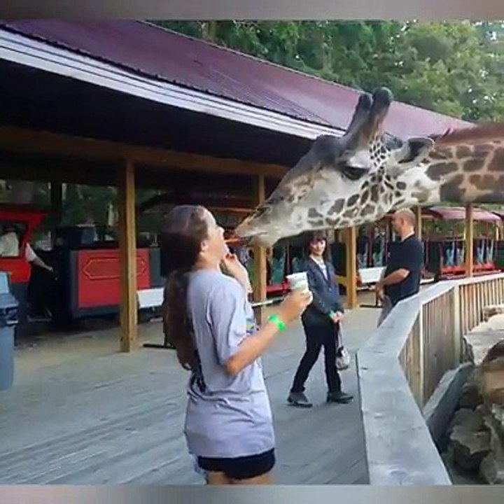 Des Vidéos Drôles Animaux vs Humain Meilleur Compilation