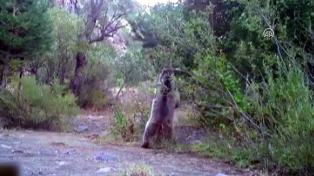 Vahşi yaşam fotokapana yansıdı -ERZİNCAN
