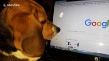 Beagle is completely mesmerised by movement of computer mouse