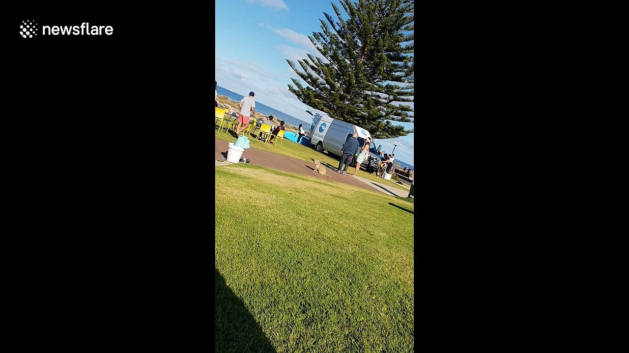 Adorable dog spins round and round without getting dizzy