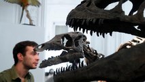 هيكلان عظميان لديناصورات العصر الجوراسي تباع في مزاد في باريس