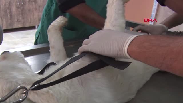 Mersin Türkiye'nin Köpek Fizik Tedavi Merkezi ve Terapi Havuzu Mersin'de Yeniden