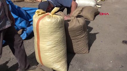 Ordu Fındığını Satmayan Üretici Fiyatın Artmasını Bekliyor