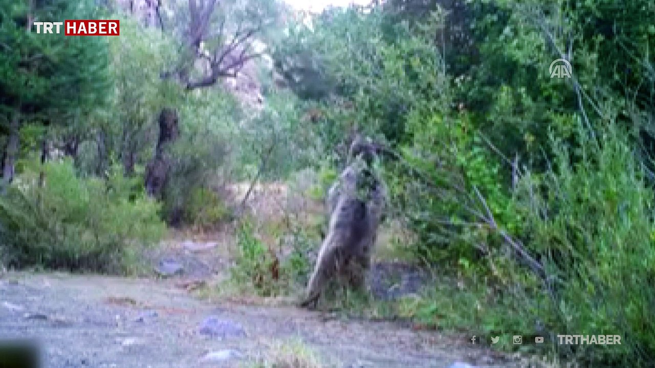 Erzincan'da vahşi yaşam fotokapana yansıdı