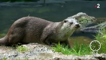 Faune - La loutre, histoire d’une sauvegarde