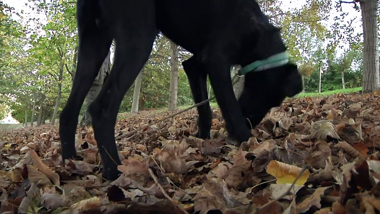 Wo Hunde das Trüffelschnüffeln lernen