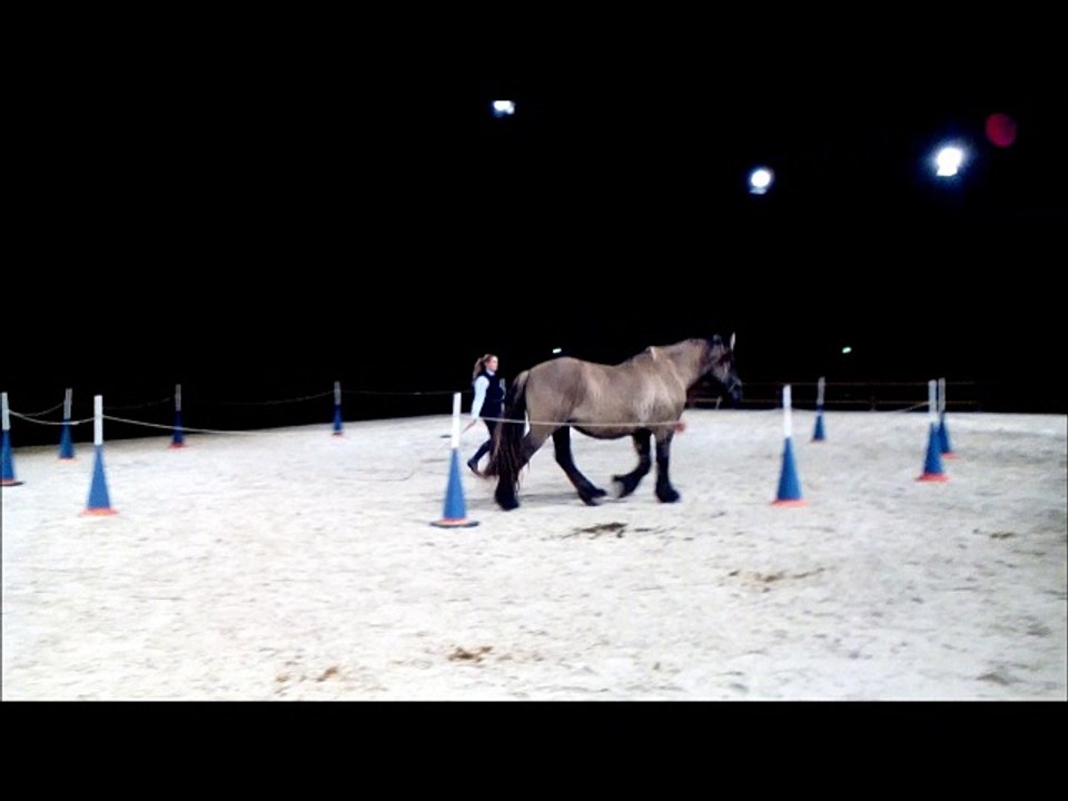 Travail en liberté avec un Trait poitevin salon du cheval angers 2018