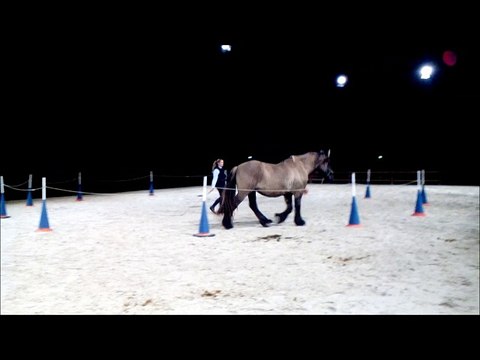 Travail en liberté avec un Trait poitevin salon du cheval angers 2018