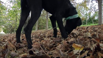 Wo Hunde das Trüffelschnüffeln lernen