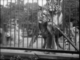 Auguste & Louis Lumière: Tigres (1896)