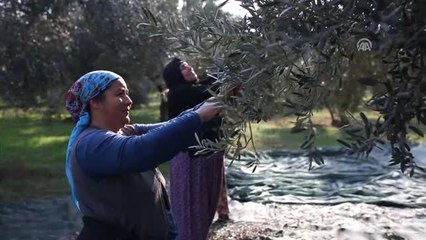 Kuzey Ege'de Zeytinin Yağa Dönüşme Yolculuğu Başladı (1)