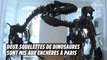 Deux squelettes de dinosaures sont mis aux enchères à Paris