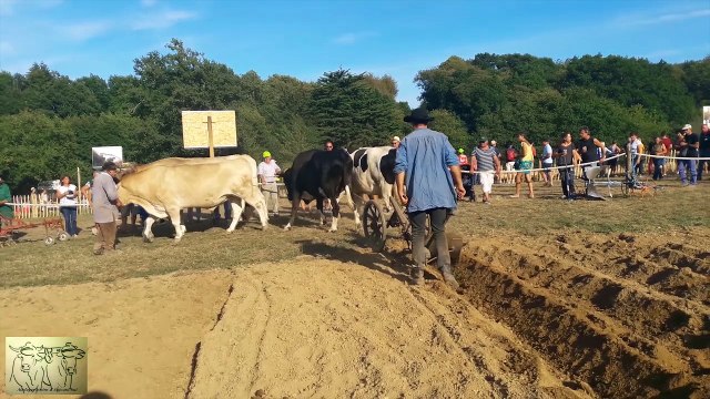 Fête de la vache Nantaise, le Dresny (44), pôle traction animale, attelage de boeufs de Jean-Bernard Huon (29)