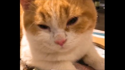 Ce pauvre chaton a les yeux qui pleurent à cause de l'oignon