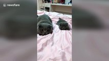 Cute kitten is a perfect mimic of his father