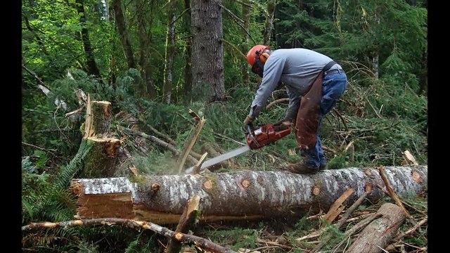 Emergency Tree Removal Services in North Shore