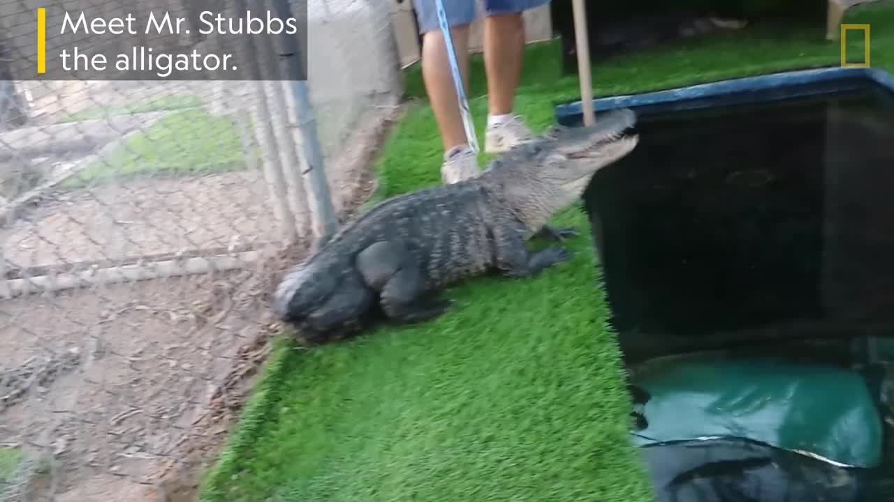 Mr. Stubbs Gets a Tail