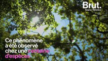 La timidité des cimes, un étrange comportement observé chez les arbres