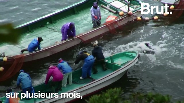 Les activistes réclament l'arrêt de la chasse aux dauphins
