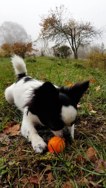 Nouage et la mini citrouille