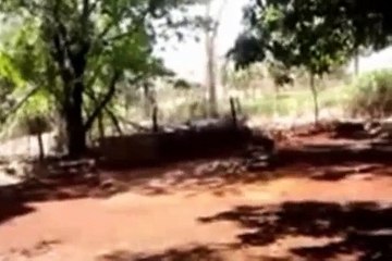 O Sabiá Laranjeira!