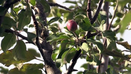 Yozgat'ta erik ağacı çiçek açtı