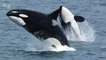 'Playful' Killer Whales Have Personality Traits Similar Humans